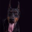 Kép Doberman