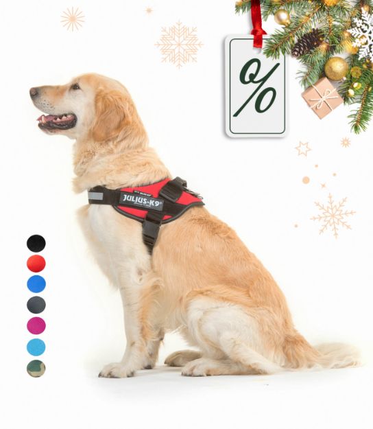 Kép Julius-K9® IDC® Powerhám