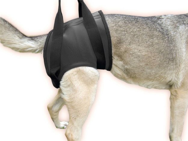 Kép Julius-K9 neoprén rehabilitációs hám - Hátsó, XL