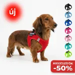 P24S kutyaham felirattal