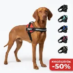 Julius-K9 IDC kutyaham