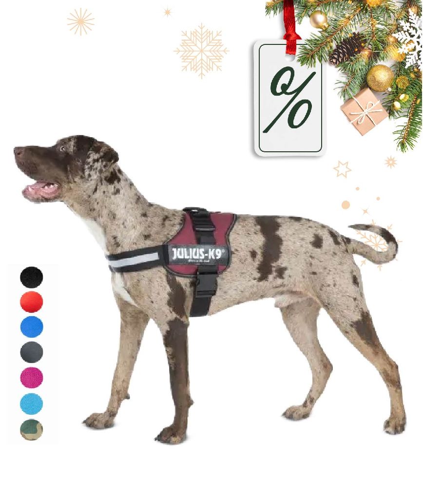 Julius-K9 kutyahám felirattal K9 hám